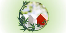 Cannabis plant enveloping model homes that resemble Monopoly pieces