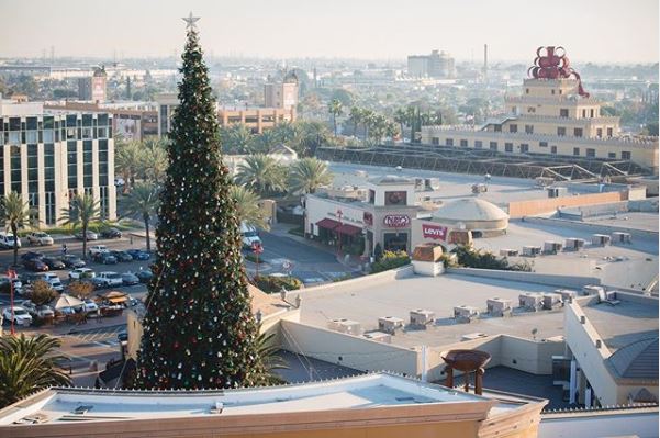 The World's Tallest Live Christmas Tree, towering over the surrounding buildings at the Citadel Shopping Center, near Los Angeles