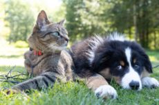 Cat and puppy, pets together on a lawn