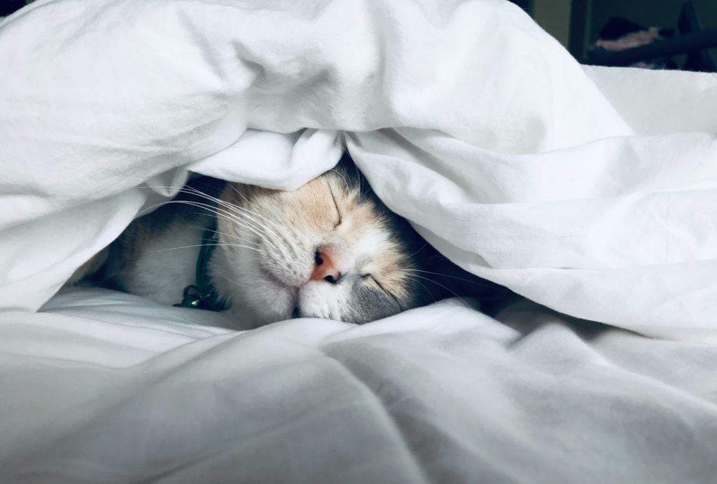 A happy cat under a blanket