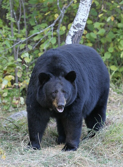 black bears populate the angeles national forest and bordering neighborhoods