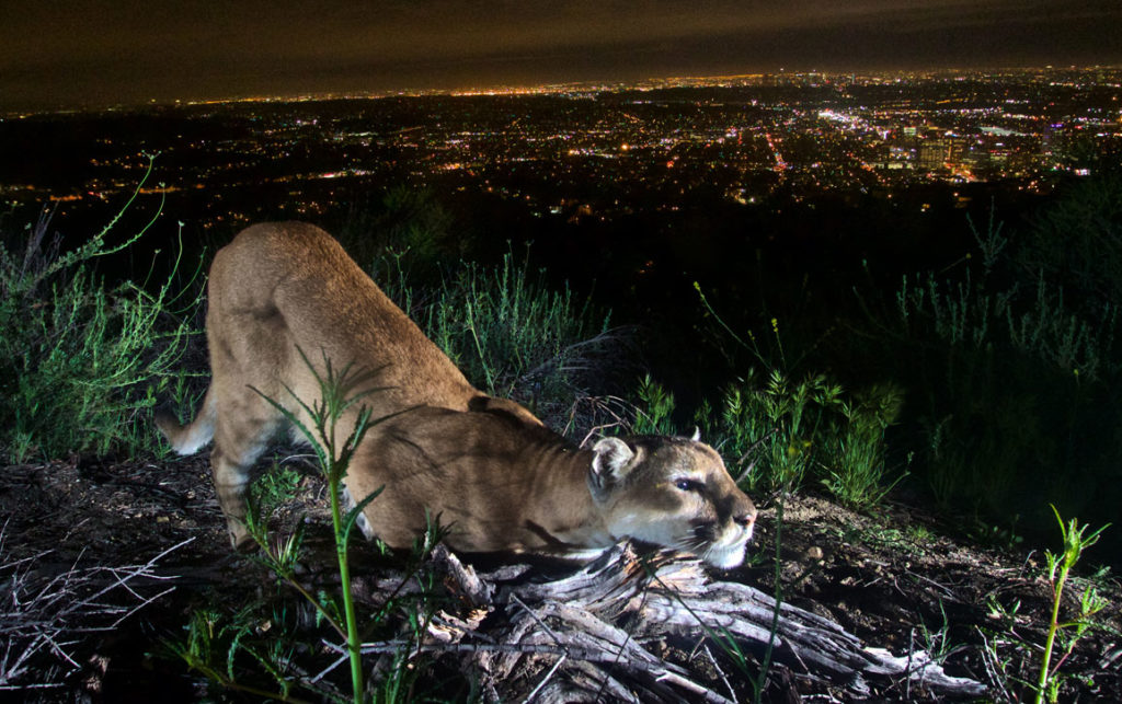 people moving to los angeles from afar may be surprised by our big cat population 