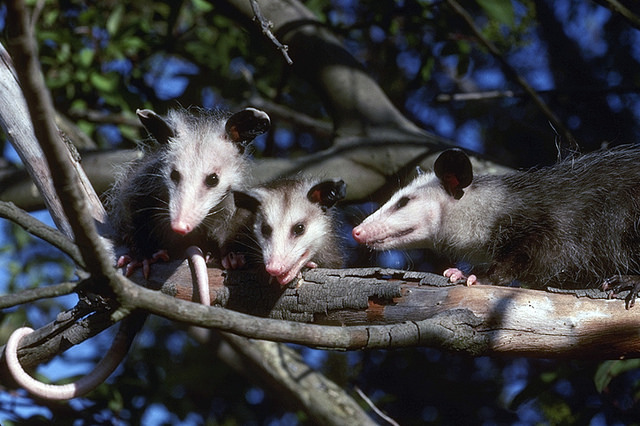 opossums are the only marsupials native to north america