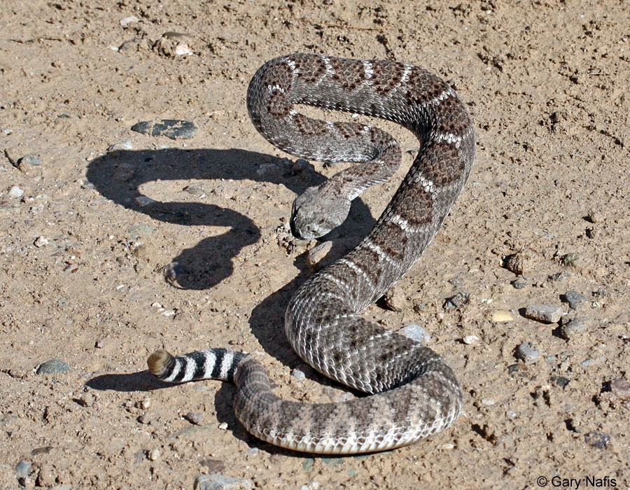 certain conditions raise your occurrence of meeting a rattlesnake in los angeles