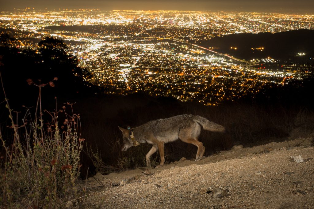 coyotes are a threat to small pets of los angeles residents