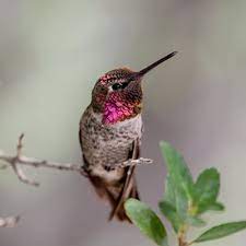 hummingbirds frequent the skies above los angeles
