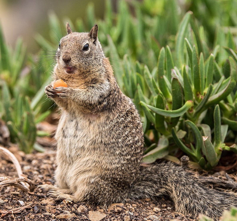 a variety of squirrels call los angeles treetops their home