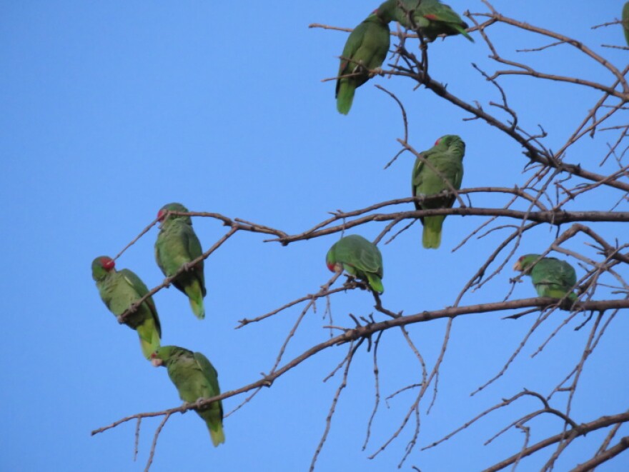 you may not have expected to be woken up by parrots after moving to los angeles