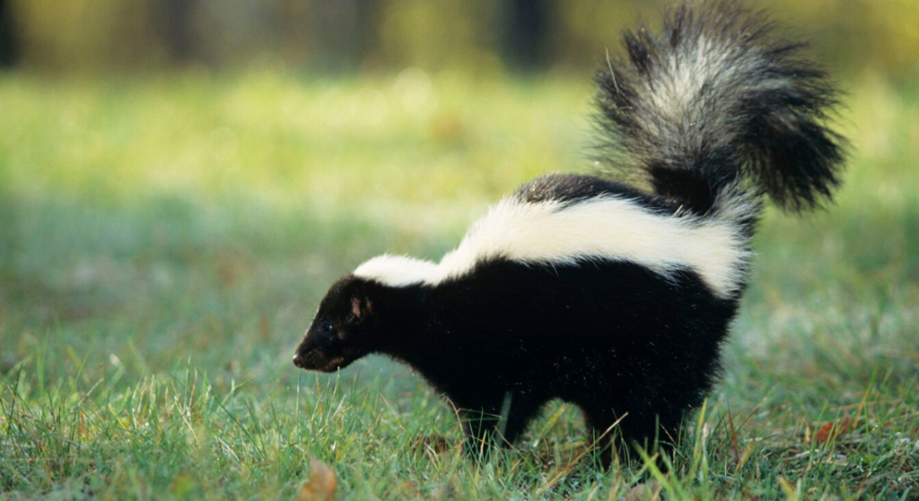 making noise when approaching a skunk can save you from an embarrassing encounter