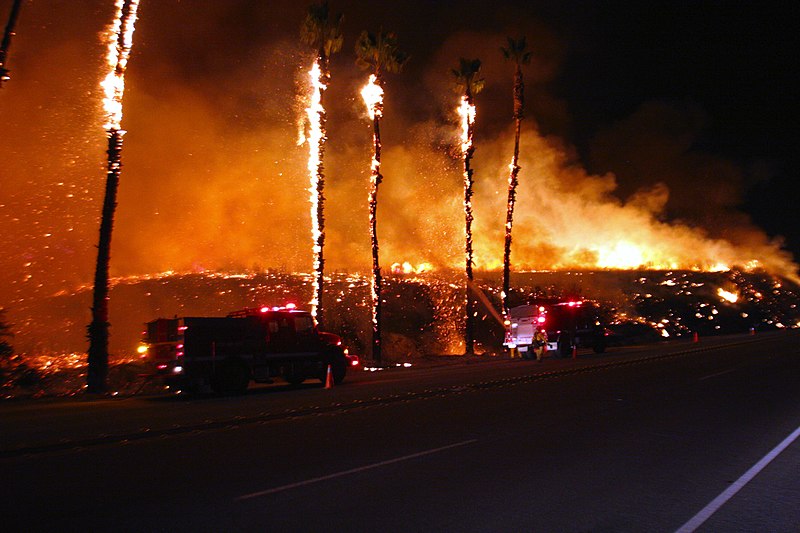 burning los angeles palm trees along the highway