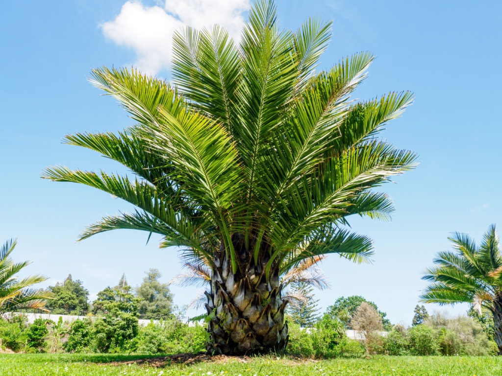 canary island date palm tree on a verdant lawn