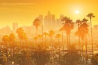 Los Angeles Palm Trees, the Ultimate Transplants, Could Be Moving On