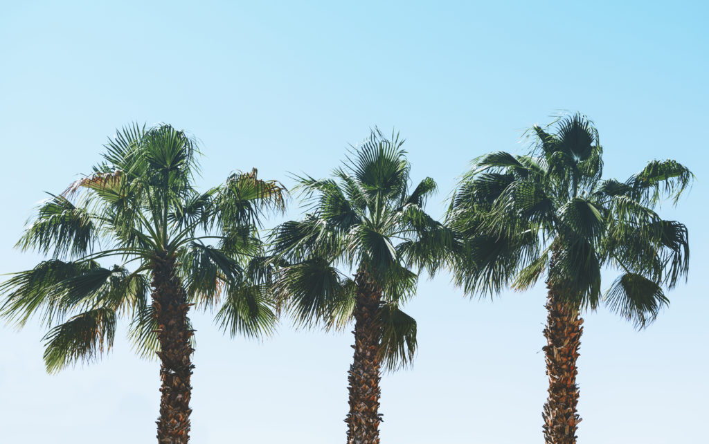trio of california fan palm trees
