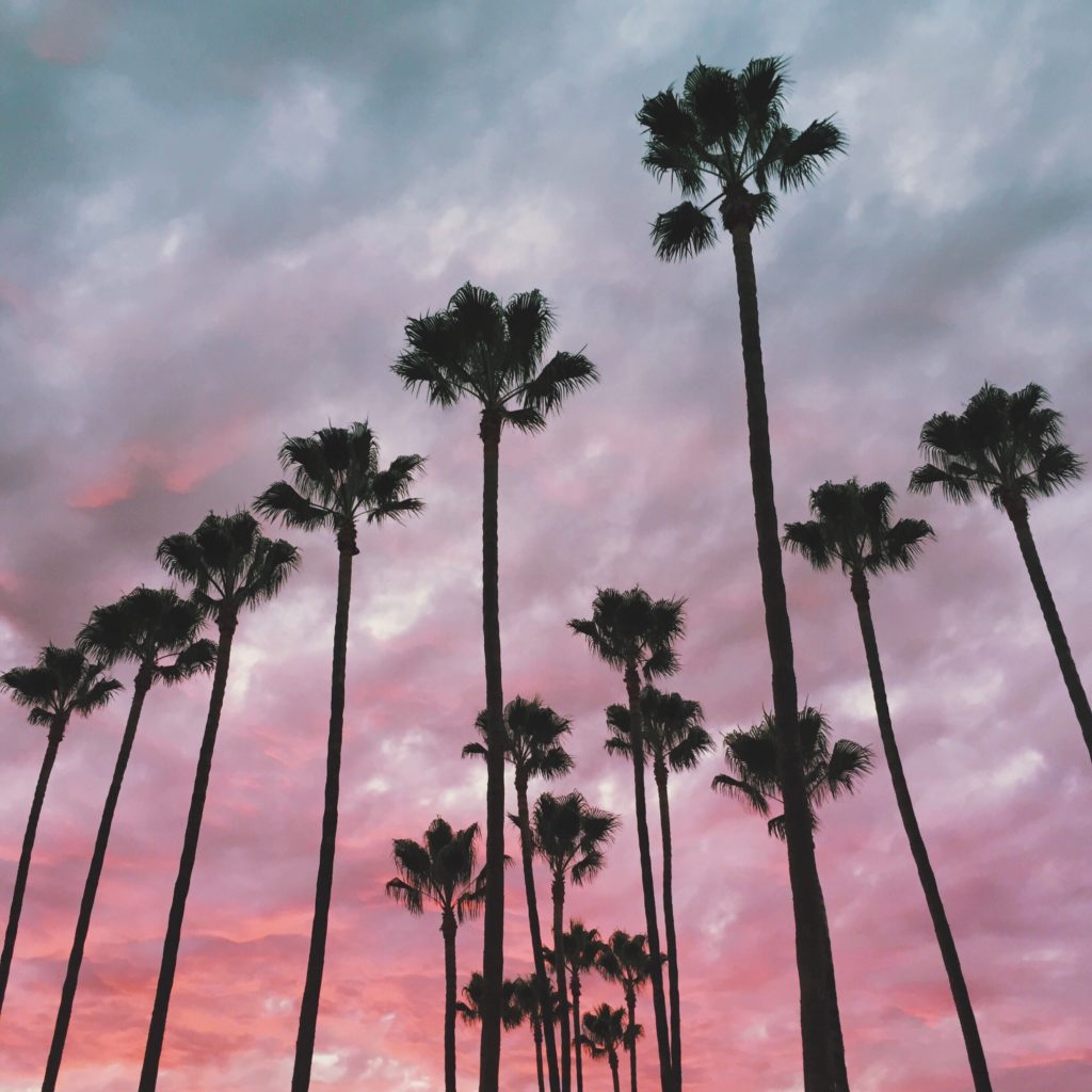 iconic los angeles palm tree forest at sunset