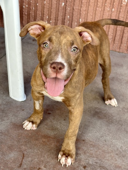 Photo of Ricky a pitbull puppy available for adoption at the Palm Springs Animal Shelter.
