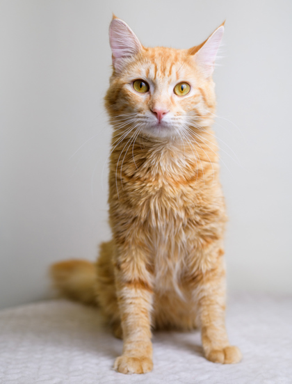 Photo of an orange and white cat from Palm Springs Animal Shelter with bright yellowish-green eyes posing in front of a grey background.
