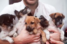 a bundle of puppies in a man's arms