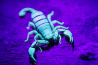 Tourist Alleges a Bark Scorpion Got Him By the Nethers at a Luxury Las Vegas Hotel